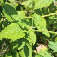 Stachytarpheta urticifolia Sims